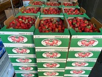 Photo of stacked crates of fresh strawberries -- Credit: Byrd Barr Place