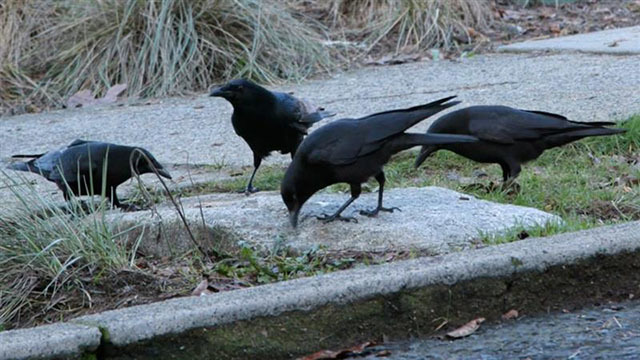Four crows on curb