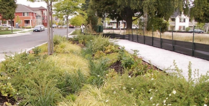 A natural drainage system filled with mature plants and trees are shown between a sidewalk and street.