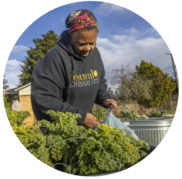 A Black woman sorting bunches of kale at a community garden. 