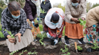 Three Black women lean over a garden bed transplanting plant starts. 