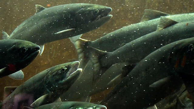 Underwater shot of salmon swimming close together