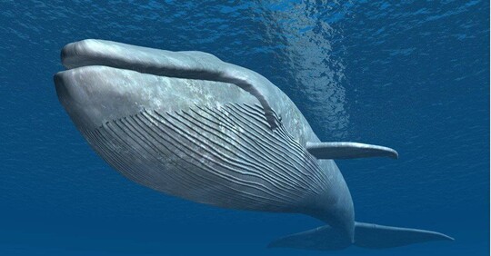 Image of a blue whale
