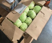 Box of fresh cabbages ready for distribution to a food bank or meal provider