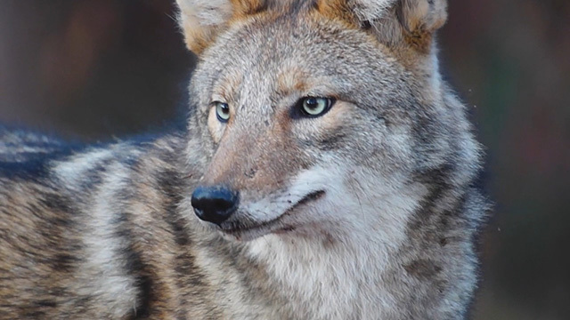 Close-up of a coyote's face.
