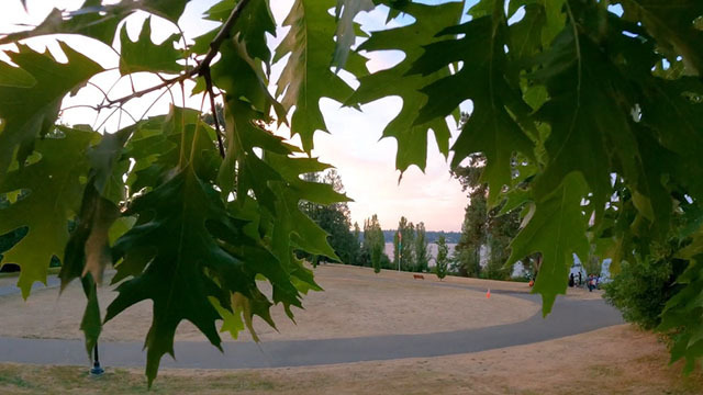 Green leaves in foreground, view of park