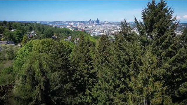 Aerial shot of treetops with Seattle in the background