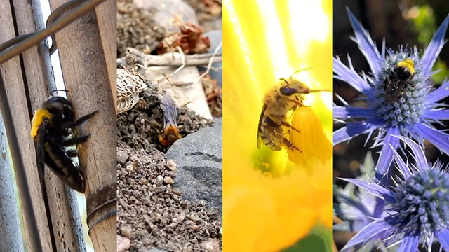 Four side-by-side panels of different types of bees on different plants or in dirt