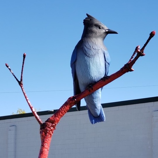 Sculpture of a larger-than-life Steller's jay perched on a branch against a blue sky and white building 