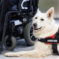 Service Animals in Seattle