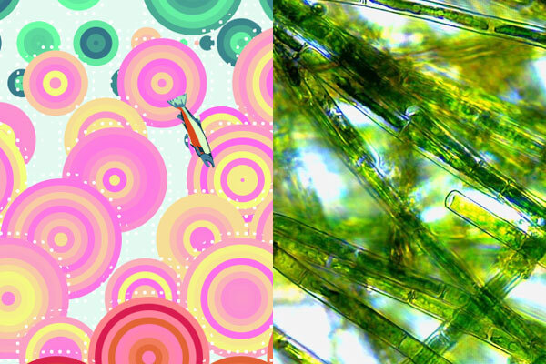 Left: a data visualizaton depicting the amount/type of salmon at the Fremont Bridge. Right: a microcospic view of plankton that looks like green tubes