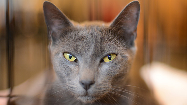 Up close, gray cat with yellow eyes looks directly into camera