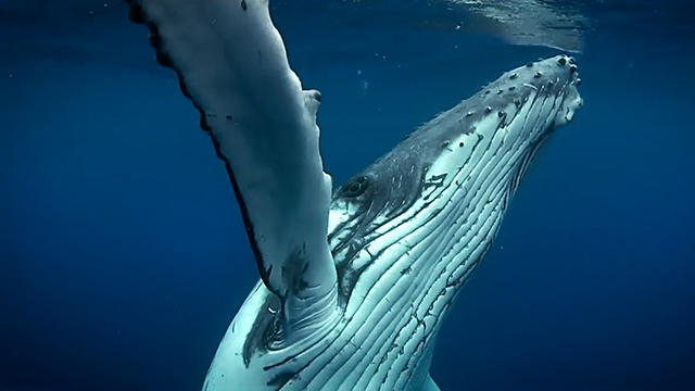 Close up of whale underwater