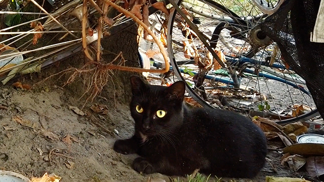 Black cat lays on dirt in front of bike