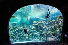 two divers amongst the coral in the new ocean pavilion
