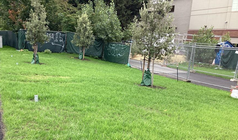 Restoration of the Ship Canal trail