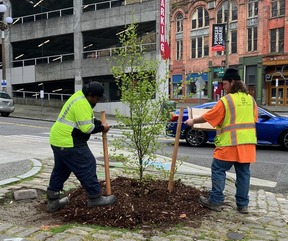 Trees for Parks planting 2