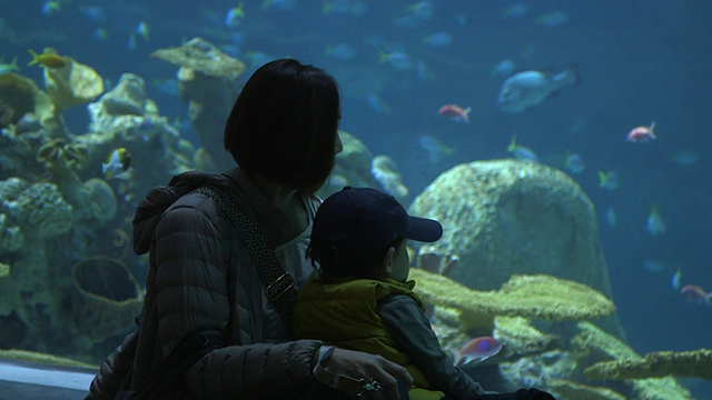 Back of adult and child looking into aquarium tank