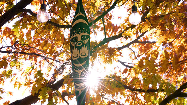 Paddle hangs in tree