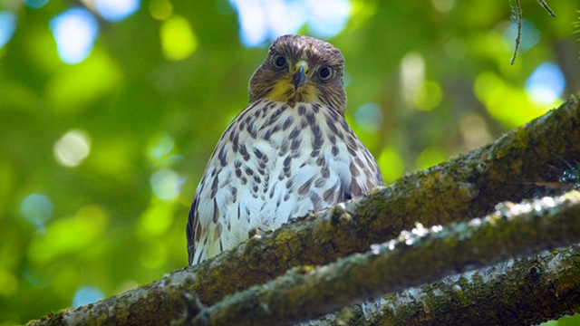 Hawk sits in tree, looks at camera