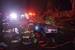 Firefighters extricate a driver trapped in their vehicle after a tree fell on it.