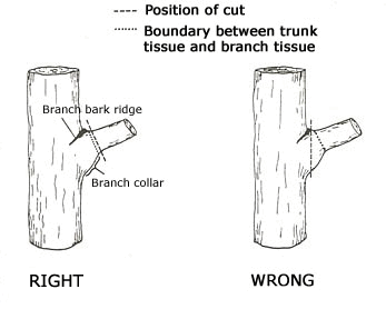 Branch Collar