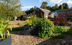 A garden bed with a brick house pictured in the background