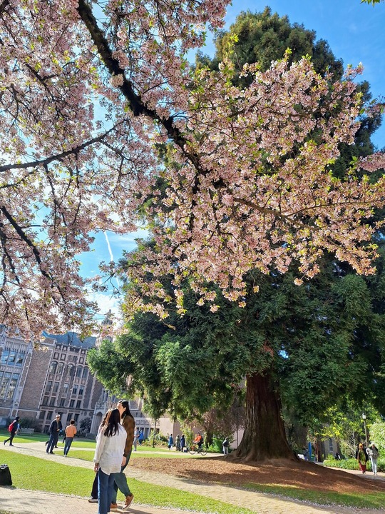 Cherry blossoms at the University of Washington Quad. 