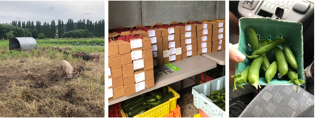 Three photos showing a view of a farm and pasture, boxes of freshly picked fruit stacked on a table, and a container of small cucumbers