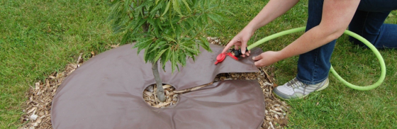 Person filling tree watering bag with hose