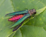 Emerald Ash Borer with red body and emerald green wings