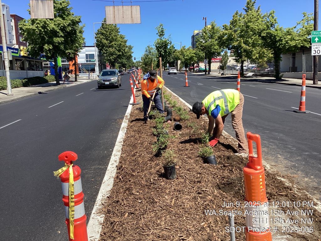 Crews transplant plants  on the new landscaped median