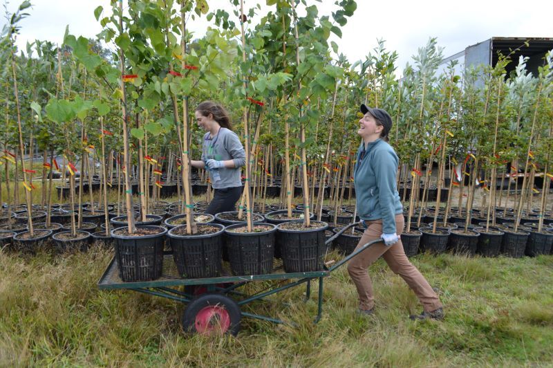 Two smiling women wheelbarrow young trees to be planted.