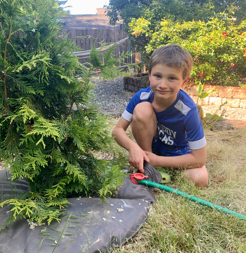 A young boy with a Trees for Neighborhoods tree