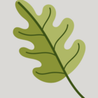 icon of green oak leaf