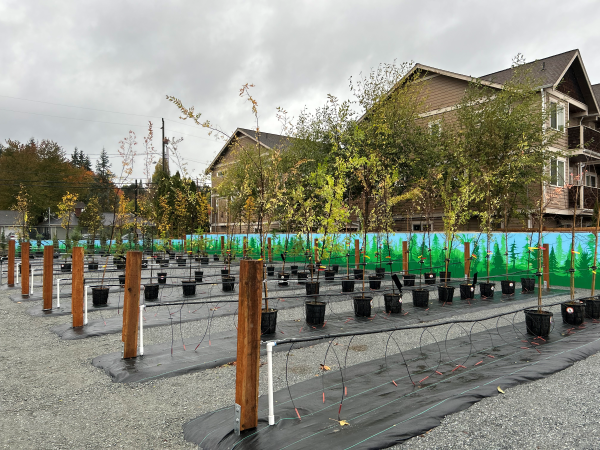Young trees at SPU's new tree nursery