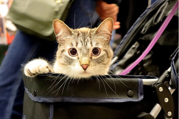 white and grey cat looking directly at the camera while seated in a carrier
