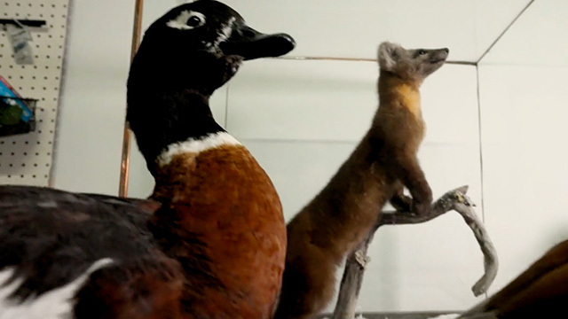 A taxidermied duck and fox