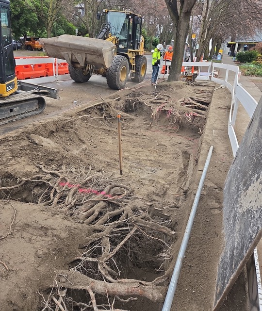 N 35th St roots