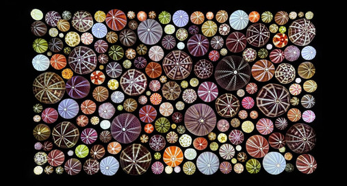 Sea urchin shells of all colors at 'Exquisite Creatures.'