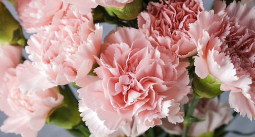 Pink carnations