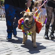 Happy dog wearing bright colors at PRIDE
