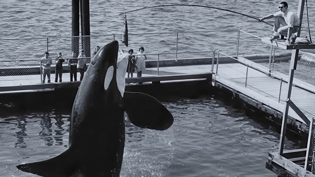 A historic photo of an orca on the Seattle Waterfront