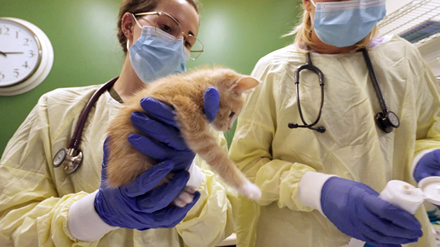 Two veterinarians hold an orange and white kitten.