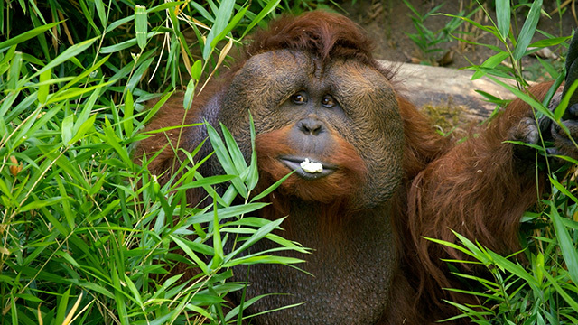 An Orangutan at Woodland Park Zoo with an expressive face