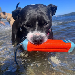 Black-and-white dog standing in shallow water with an orange-and-blue fetch toy in its mouth.