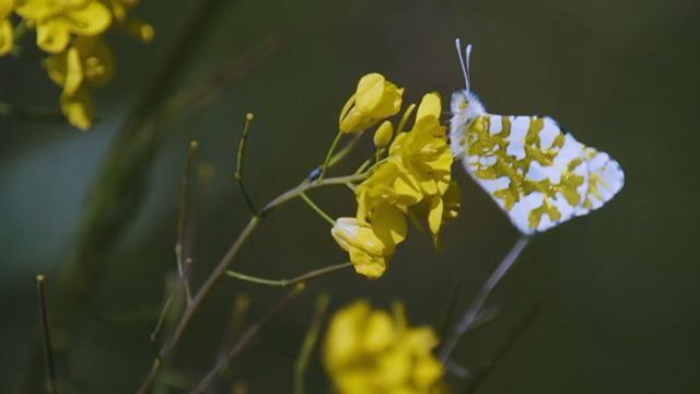 An Island Marble butterfly