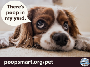 sad dog with thought bubble reading there's poop in my yard