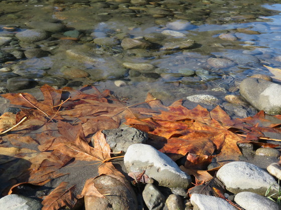 brown leaves on the banks of the Skagit River
