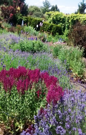 view of a garden with purple flowers